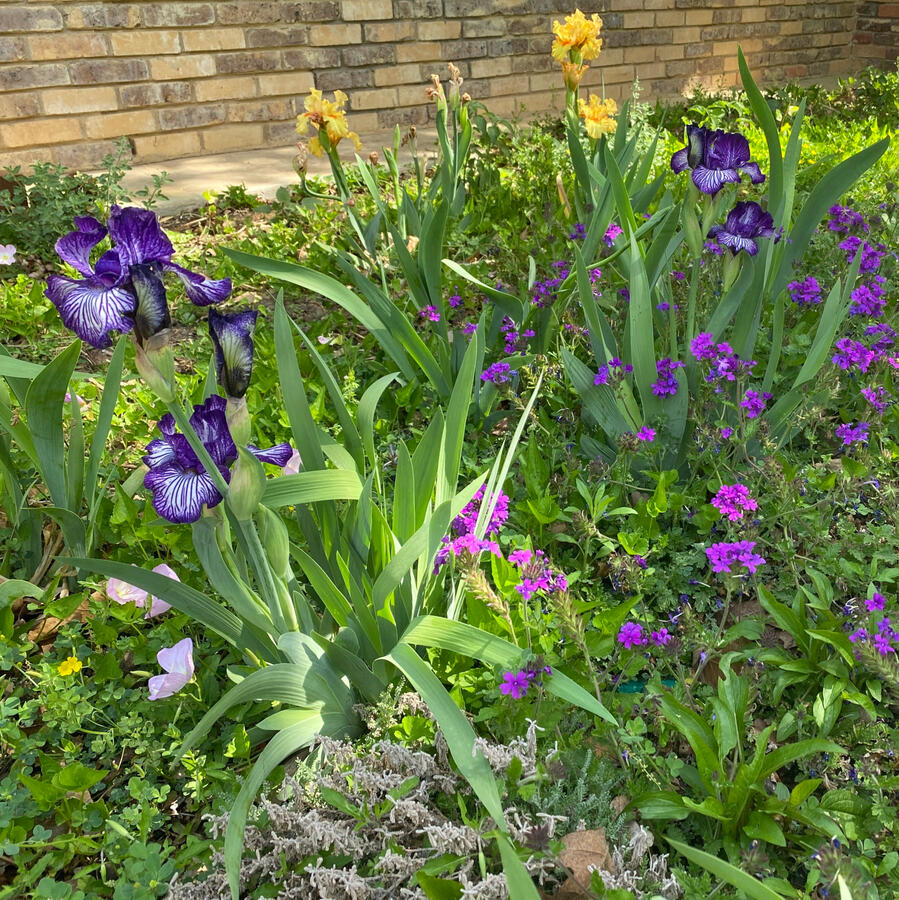 Irises and Texas Native Plants