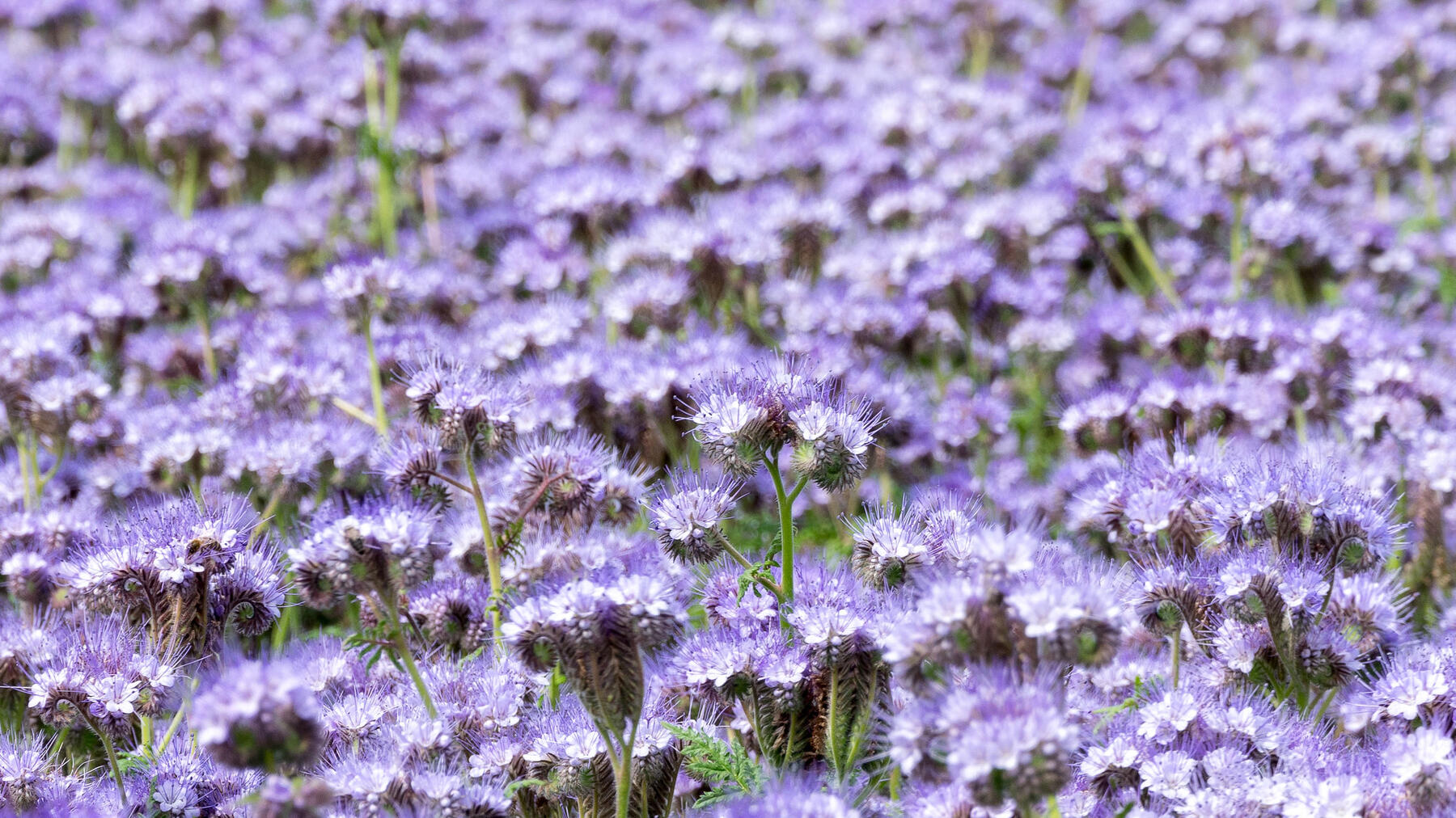 native flowers in a field Perennial Growing Guide