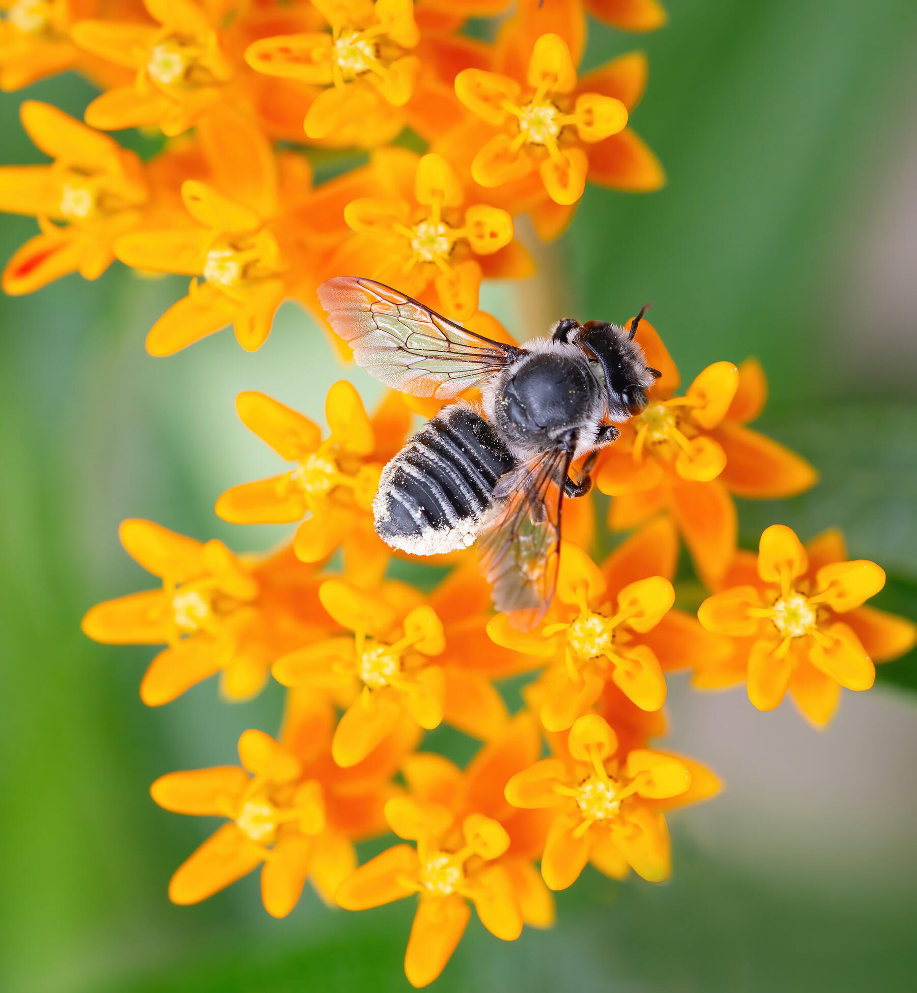 bee on milkweed Milkweed Growing guide
