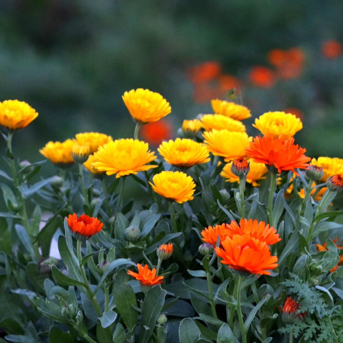 annuals in a bunch Annual Growing Guide